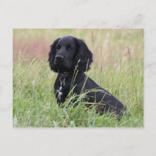 Carte Postale cocker spaniel