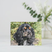 Carte Postale Cocker Spaniel (Debout devant)