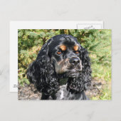 Carte Postale Cocker Spaniel (Devant / Derrière)