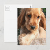 Carte postale Cocker Spaniel (Devant / Derrière)