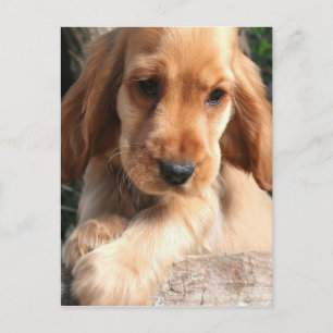 Carte postale Cocker Spaniel