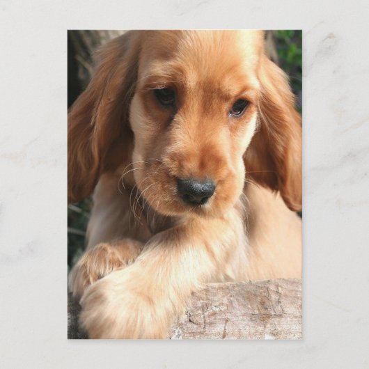 Carte postale Cocker Spaniel (Devant)