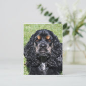Carte Postale Cocker Spaniel (Debout devant)