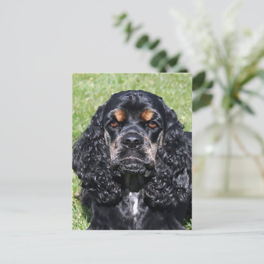 Carte Postale Cocker Spaniel (Debout devant)