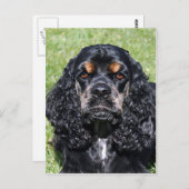 Carte Postale Cocker Spaniel (Devant / Derrière)