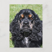 Carte Postale Cocker Spaniel (Devant)
