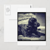 Carte Postale Cocker Spaniel (Devant / Derrière)
