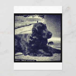 Carte Postale Cocker Spaniel