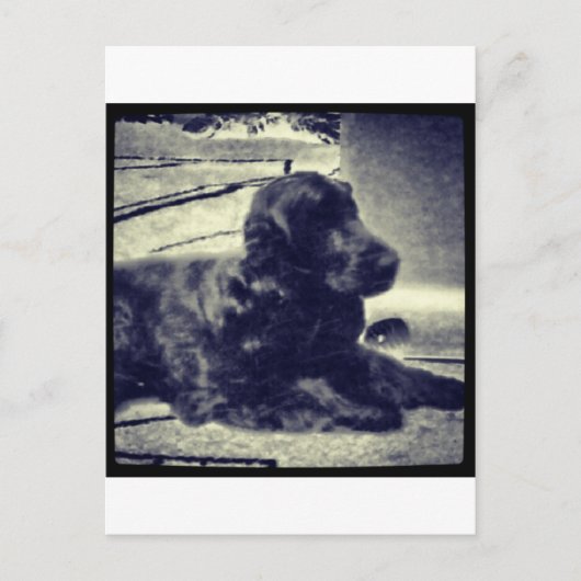 Carte Postale Cocker Spaniel (Devant)