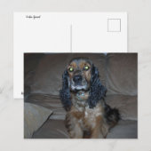 Carte Postale Cocker Spaniel (Devant / Derrière)