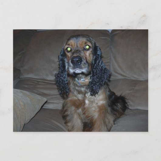 Carte Postale Cocker Spaniel (Devant)