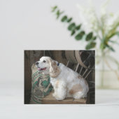 Carte Postale Cocker Spaniel (Debout devant)