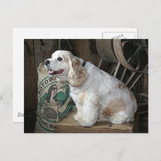 Carte Postale Cocker Spaniel (Devant / Derrière)