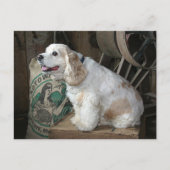 Carte Postale Cocker Spaniel (Devant)