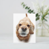 Carte Postale Cocker Spaniel (Debout devant)