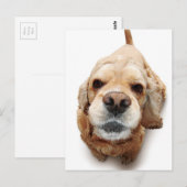 Carte Postale Cocker Spaniel (Devant / Derrière)