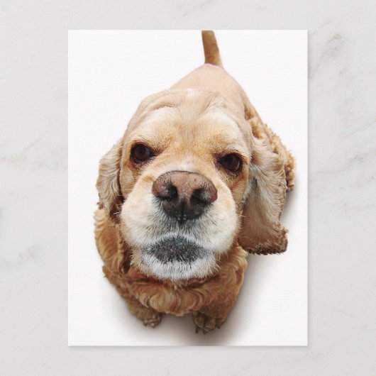 Carte Postale Cocker Spaniel (Devant)