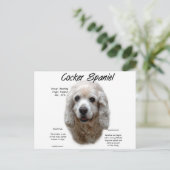 Carte Postale Cocker Spaniel (buff) (Debout devant)