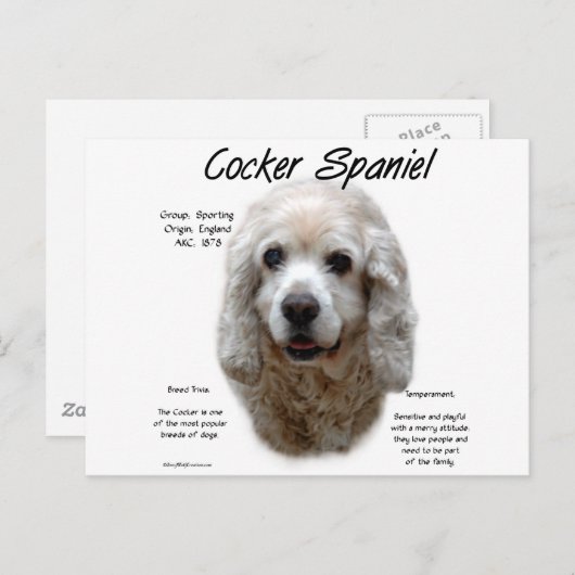 Carte Postale Cocker Spaniel (buff) (Devant / Derrière)
