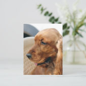 Carte Postale Cocker Spaniel chien (Debout devant)