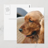 Carte Postale Cocker Spaniel chien (Devant / Derrière)