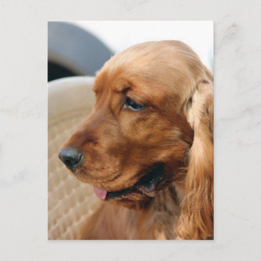 Carte Postale Cocker Spaniel chien (Devant)