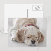 Carte Postale Cocker spaniel chien dormir (Devant / Derrière)