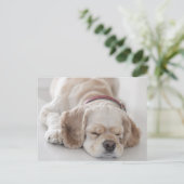 Carte Postale Cocker spaniel chien dormir (Debout devant)