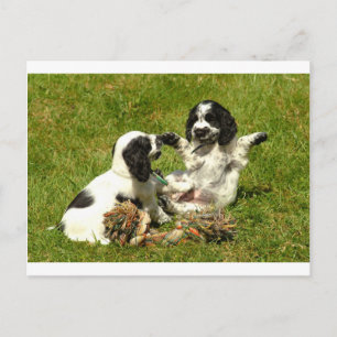Carte Postale Cocker Spaniel Fun