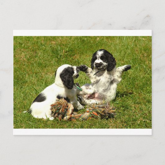 Carte Postale Cocker Spaniel Fun (Devant)