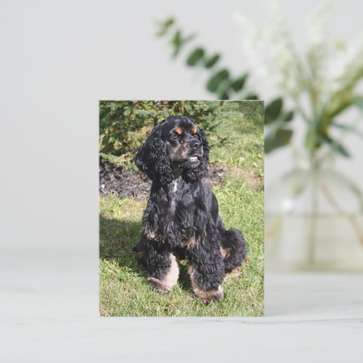 Carte Postale Cocker Spaniel Photo (Debout devant)