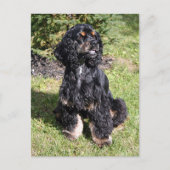 Carte Postale Cocker Spaniel Photo (Devant)