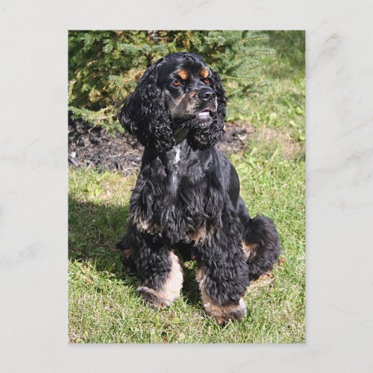 Carte Postale Cocker Spaniel Photo (Devant)