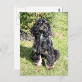 Carte Postale Cocker Spaniel Photo (Devant / Derrière)