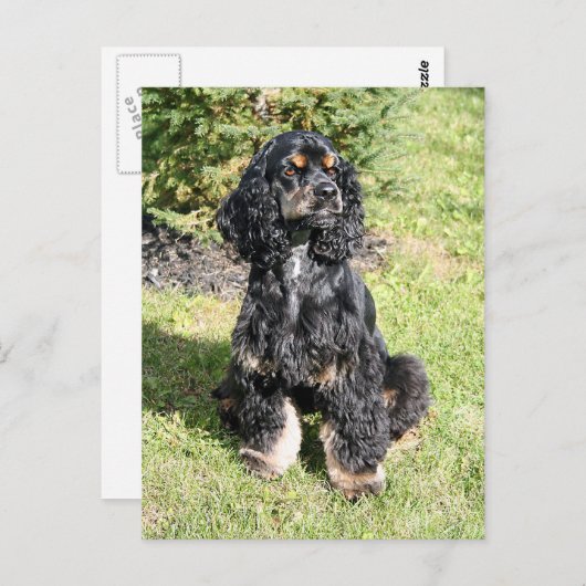 Carte Postale Cocker Spaniel Photo (Devant / Derrière)