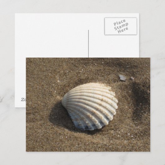Carte Postale Cockle Shell (Devant / Derrière)