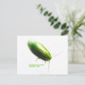 Carte Postale Cockroach à la banane verte - Panchlora nivea (Debout devant)