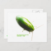 Carte Postale Cockroach à la banane verte - Panchlora nivea (Devant / Derrière)