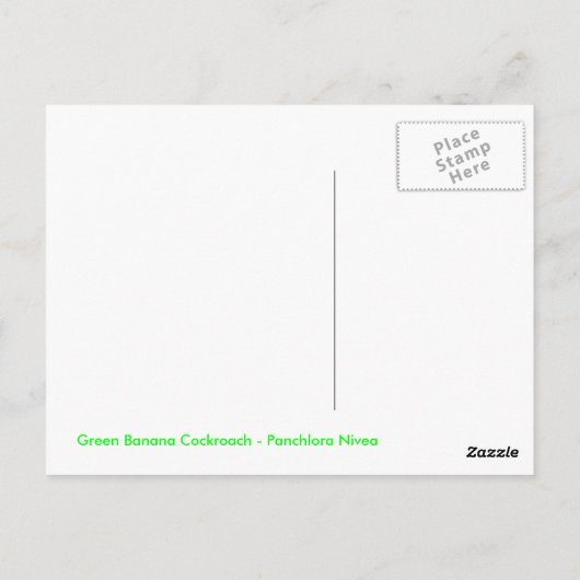 Carte Postale Cockroach à la banane verte - Panchlora nivea (Dos)