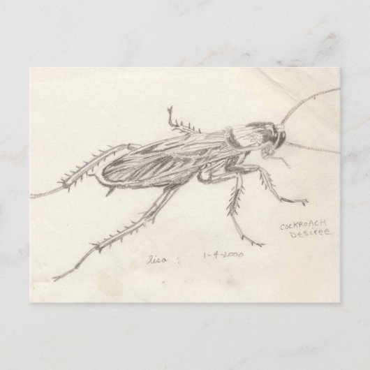 Carte Postale Cockroach Desiree (Devant)