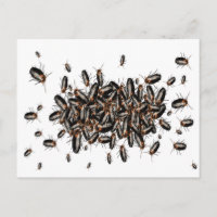 Carte postale Cockroaches à la tête de la mort
