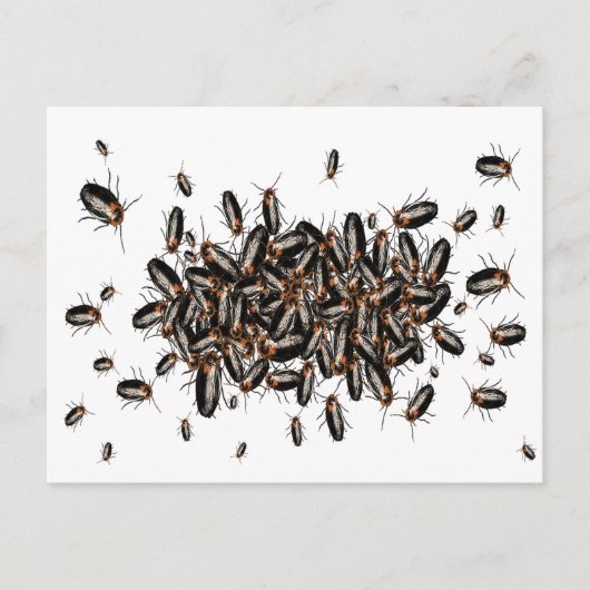 Carte postale Cockroaches à la tête de la mort (Devant)
