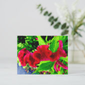 Carte Postale Cockscomb Celosia Cristata (Debout devant)