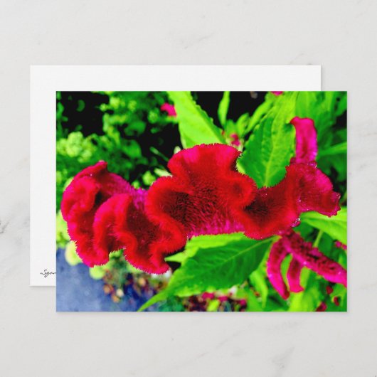 Carte Postale Cockscomb Celosia Cristata (Devant / Derrière)