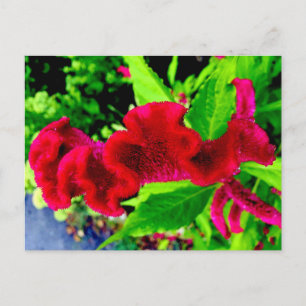 Carte Postale Cockscomb Celosia Cristata