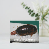 Carte Postale Cocktail de Dubia avec sac d'oeuf (Debout devant)