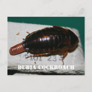 Carte Postale Cocktail de Dubia avec sac d'oeuf