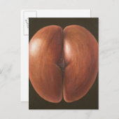 Carte Postale Coco de Mer Maldives 2012 (Devant / Derrière)