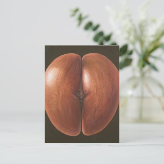 Carte Postale Coco de Mer Maldives 2012 (Debout devant)