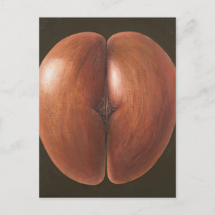 Carte Postale Coco de Mer Maldives 2012